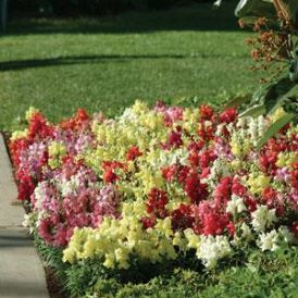 Snap Dragons Category Image